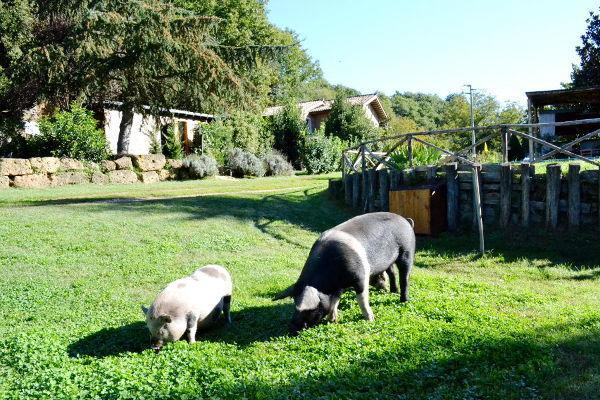 Отель Agriturismo La Sorgente Di Nepi Экстерьер фото
